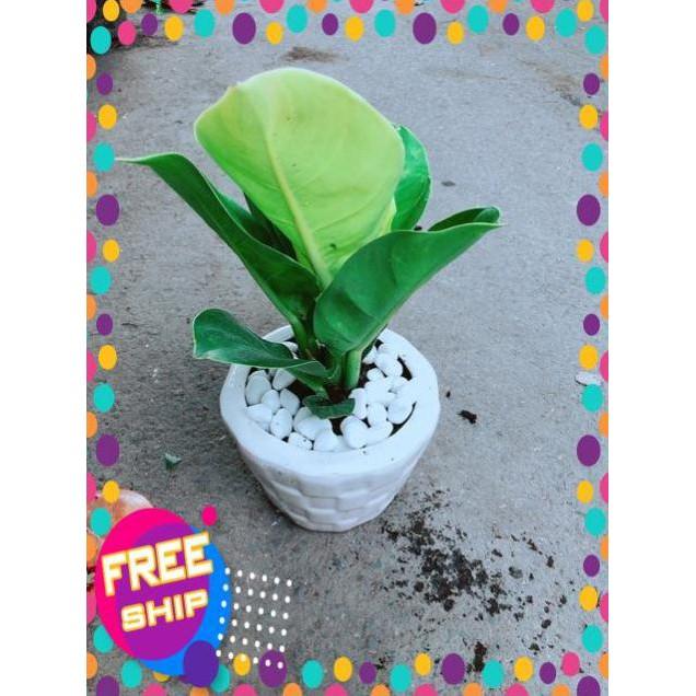 Chậu Cây Trầu Bà Đế Vương