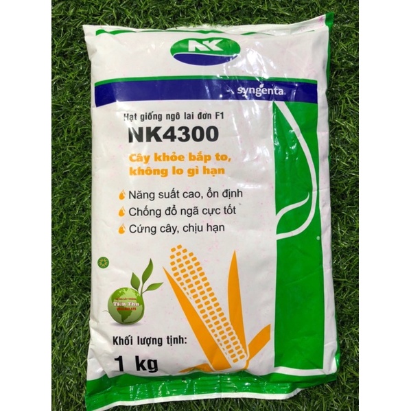 HẠT GIỐNG NGÔ SINH KHỐI NK4300 100gram- NGÔ LAI ĐƠN NĂNG SUẤT CAO -CCN-CCL