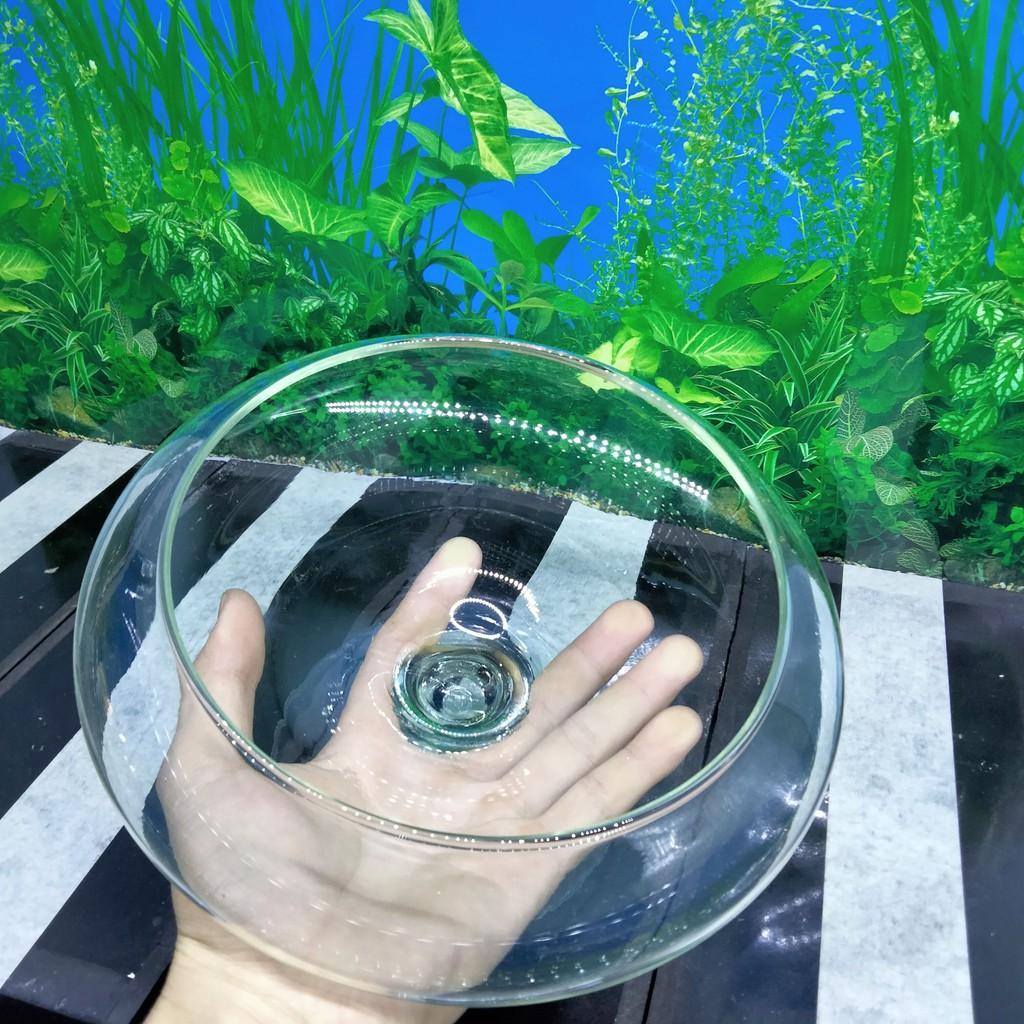 Bể cá mini để bàn , chậu thủy tinh trang trí