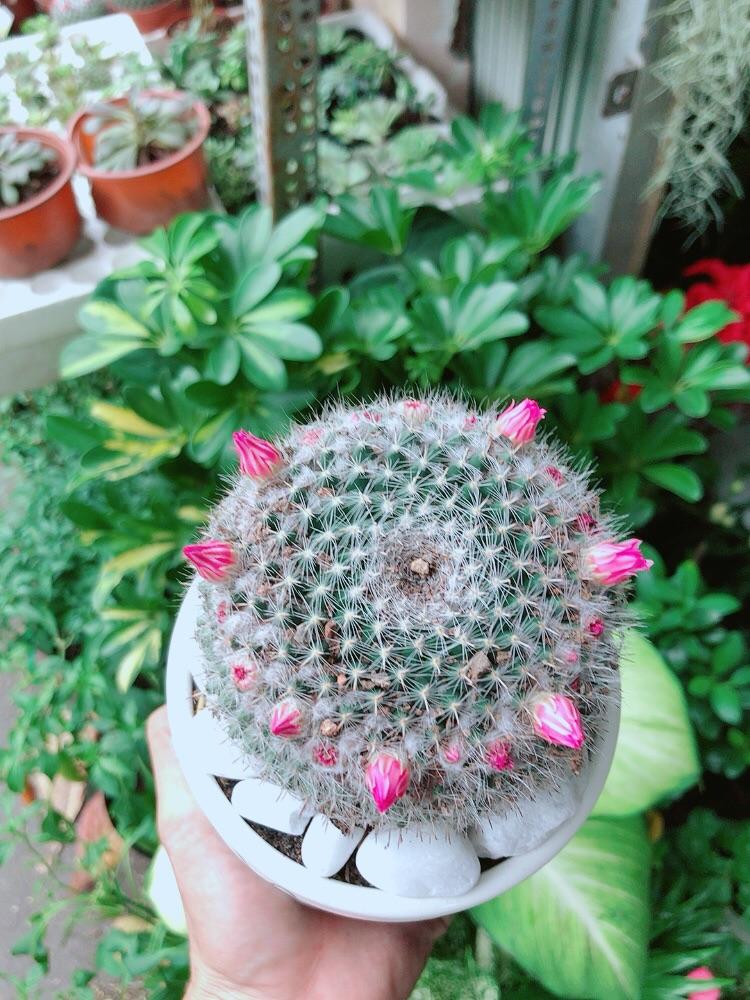 Chậu Xương Rồng Nở Hoa