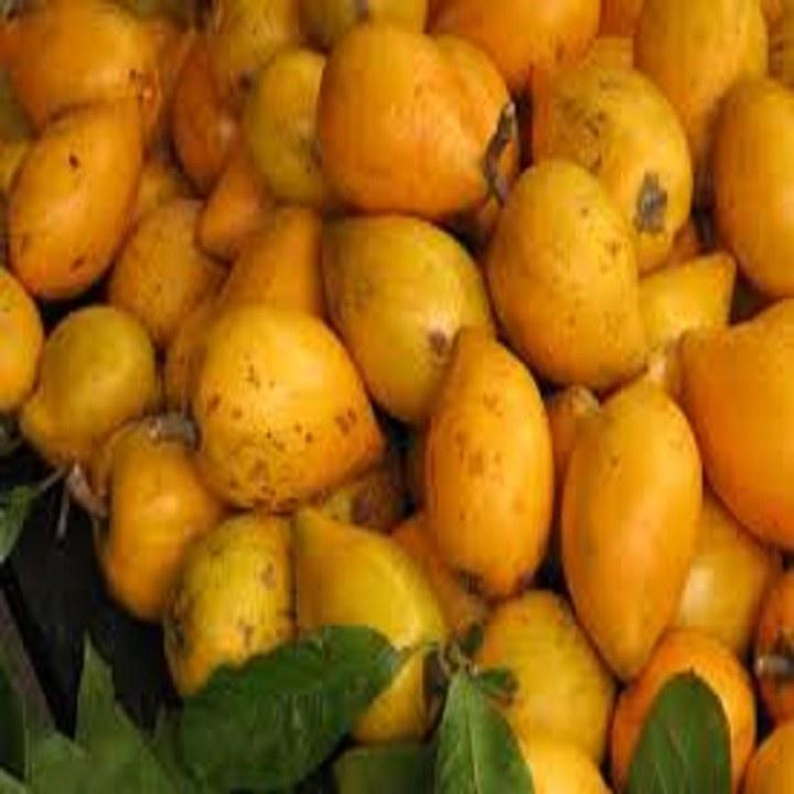 CÂY TRỨNG GÀ - Lê ki ma - CÂY TRỨNG GÀ - Lê ki ma