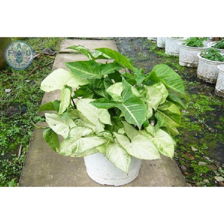 CHẬU CÂY TRẦU BÀ LÁ XANH, CÂY PHONG THỦY MANG TÀI LỘC CHO GIA CHỦ