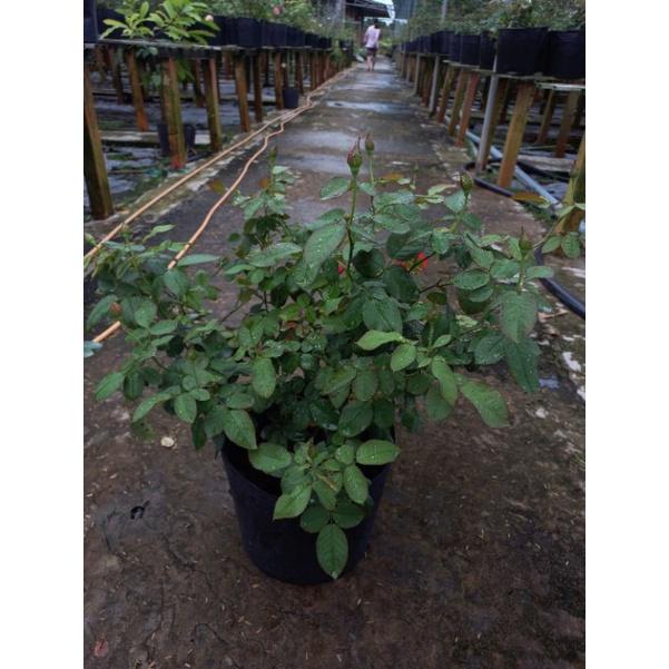 Hoa hồng tố nữ , hồng nội, hồng bụi, thân gỗ, nguyên bản