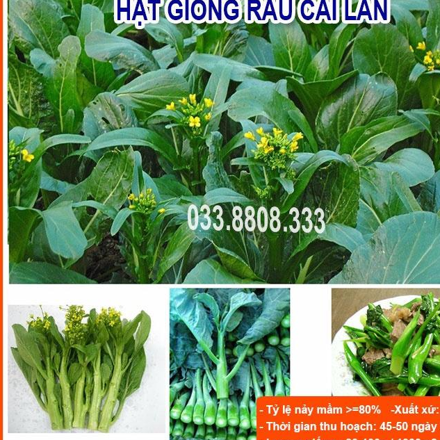 Hạt Giống Rau Cải Làn -Trồng Rau Tại Nhà