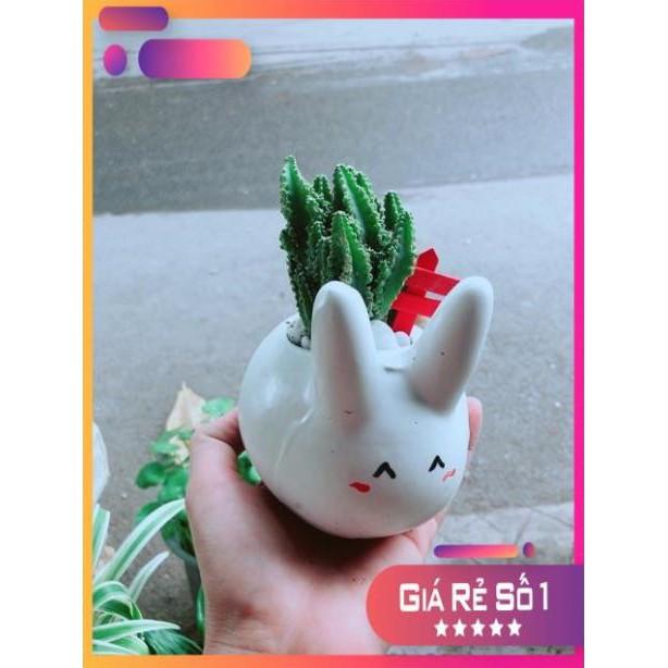 Chậu Xương Rồng Thanh Sơn Thỏ Trắng
