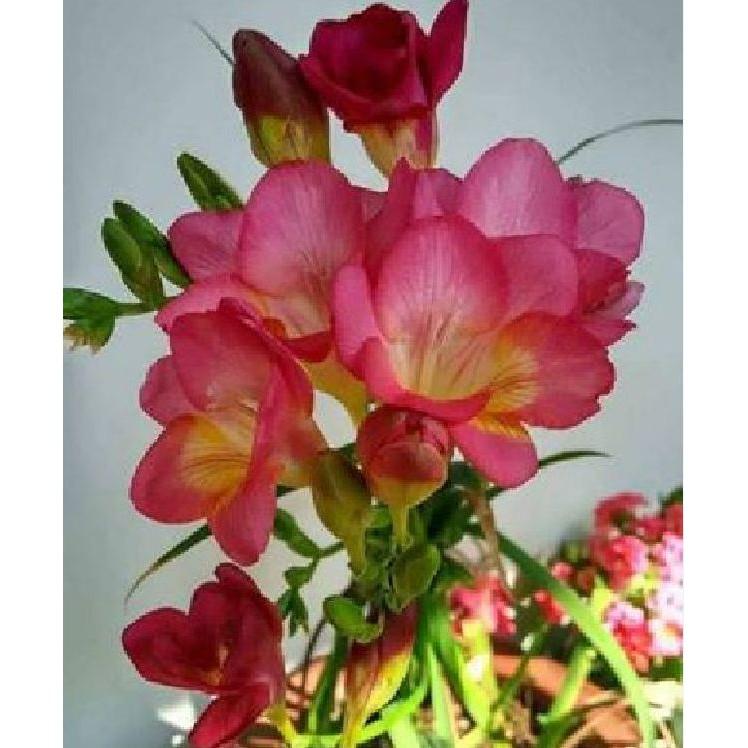 Củ giống hoa lan nam phi hoa màu hồng