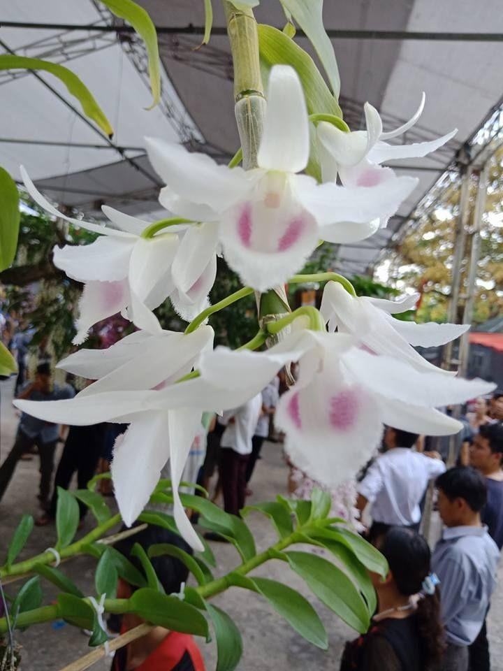 Cốc phi điệp 5 cánh trắng PHÙ TRÌ - hàng gieo hạt - hoa TÙY DUYÊN - hoa siêu đẹp