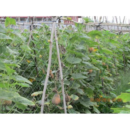 Lưới giàn leo, lưới trồng bầu bí