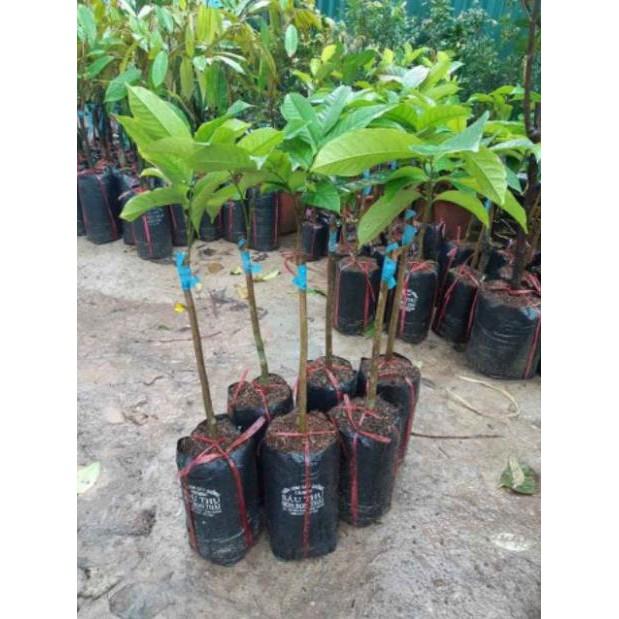 Sản phẩm CÂY GIỐNG BÒN BON