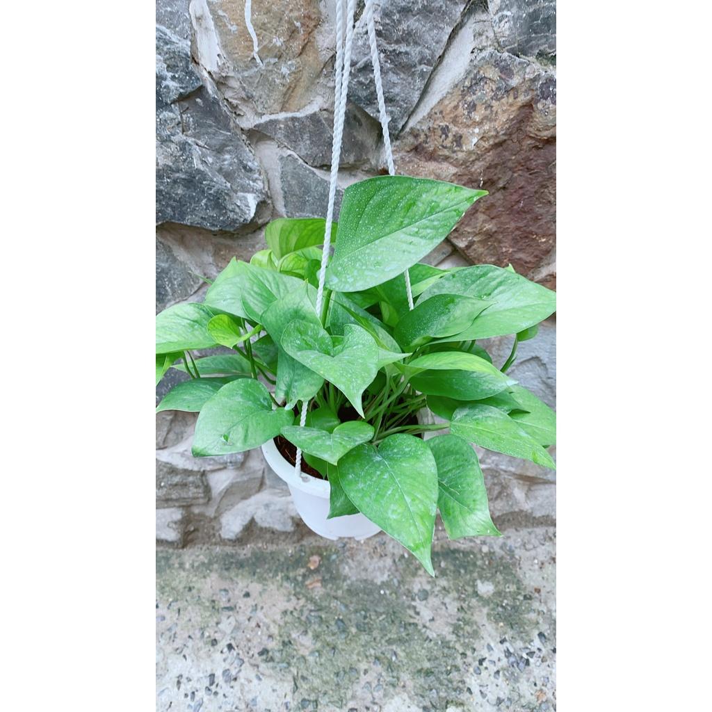 Chậu Trầu Bà Thái Xanh