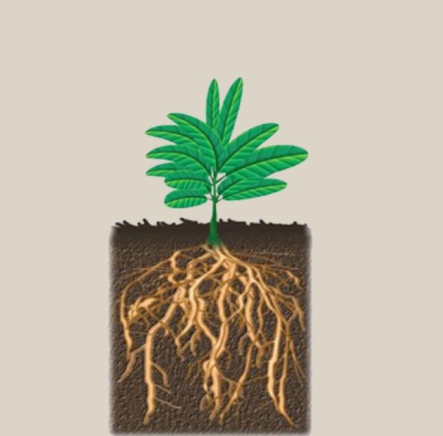 Siêu ra rễ Rooting