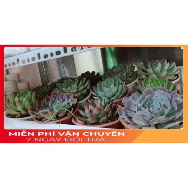 Sen Đá Viền Hồng Size Đại 13cm