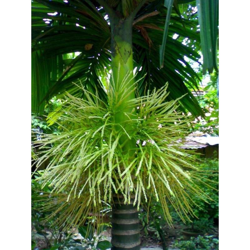 Cây giống Cau Tứ Quý tặng 2 cây chè xanh