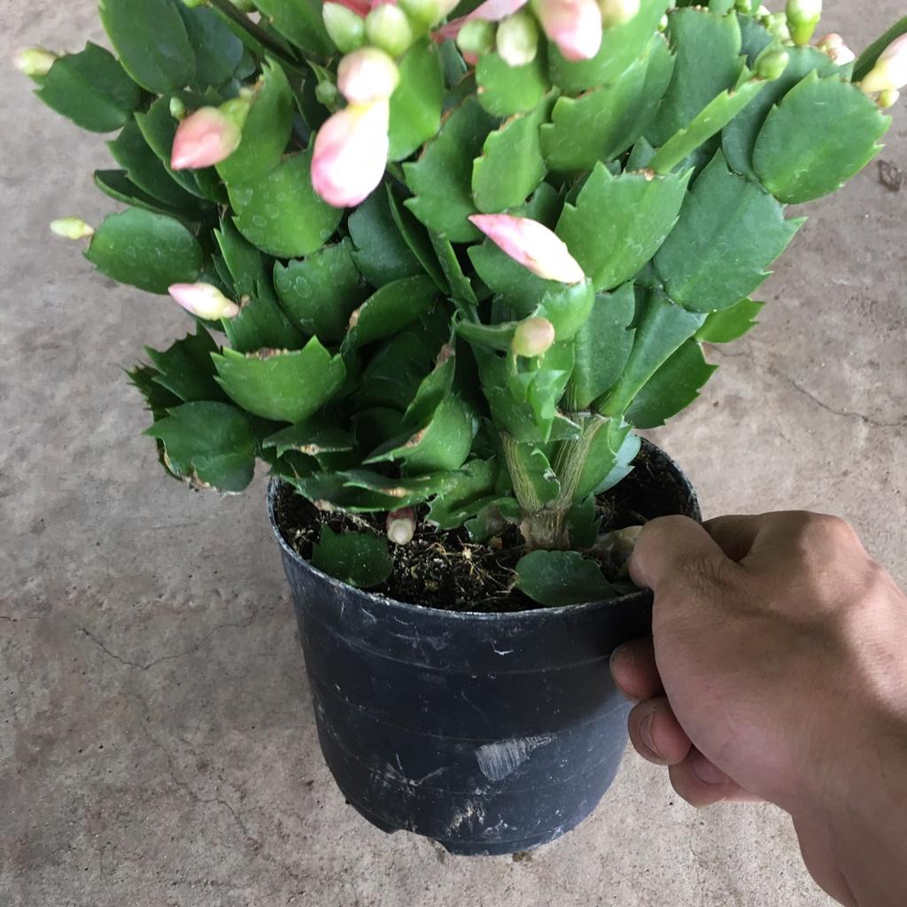 Cây LAN CÀNG CUA Để Bàn Siêu Nụ,Bụi Xum To Nhiều Nhánh