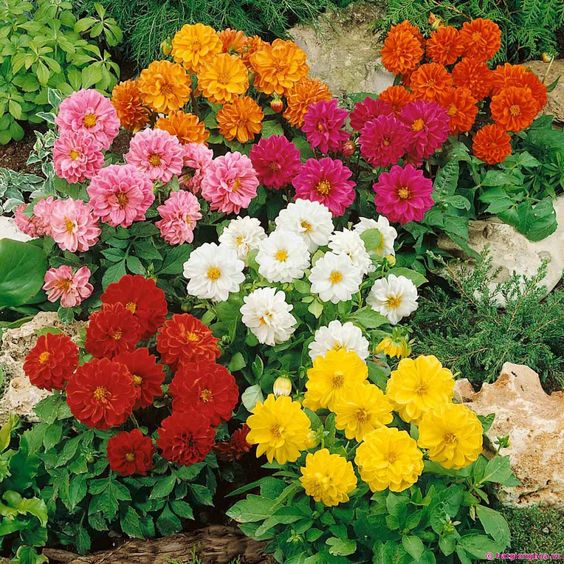 Hạt giống Hoa Cúc Đại Lý Hoa Lâu Tàn Và Mùi Hương Rất Đặt Biệc - Nông Sản Vàng