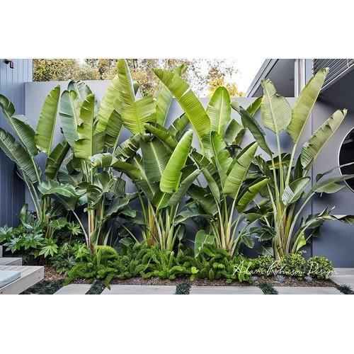 CHẬU CÂY CHUỐI CẢNH RẺ QUẠT, CÂY LỚN ĐẸP MANG MAY MẮN TÀI LỘC CHO GIA CHỦ - NCCCCLD