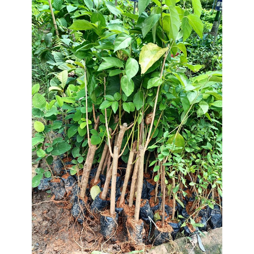 Cây giống lá gan