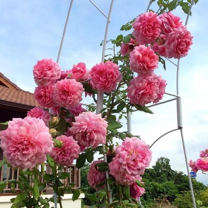 GỐC HOA HỒNG NGOẠI BÔNG TO CÁNH DÀY ĐỦ MÀU