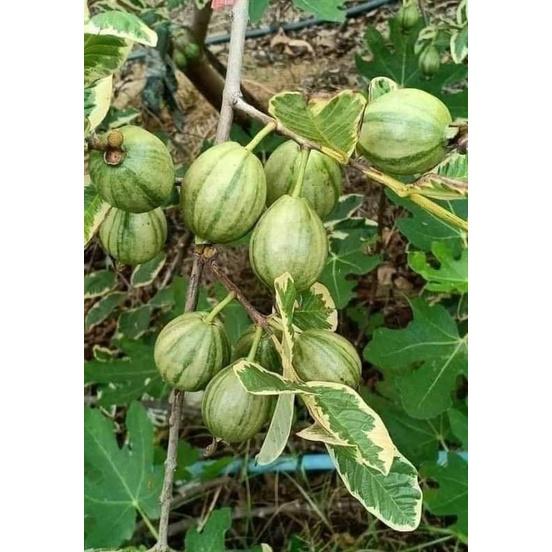CÂY ỔI CẨM THẠCH