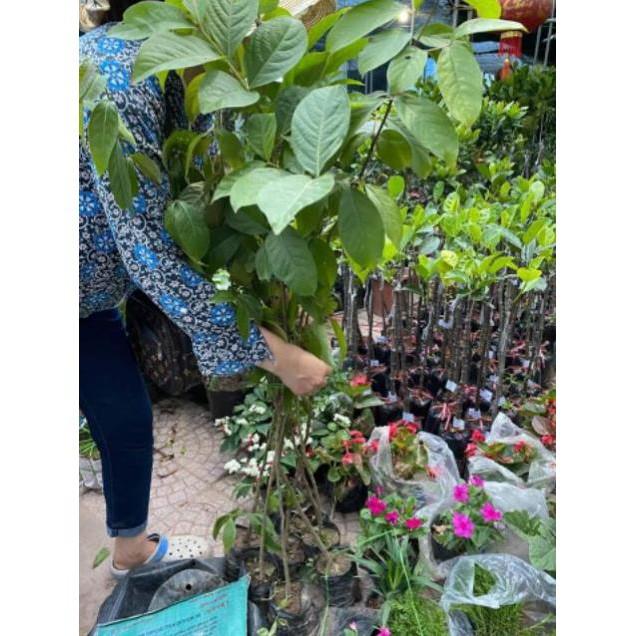 Sản phẩm CÂY GIỐNG BẰNG LĂNG