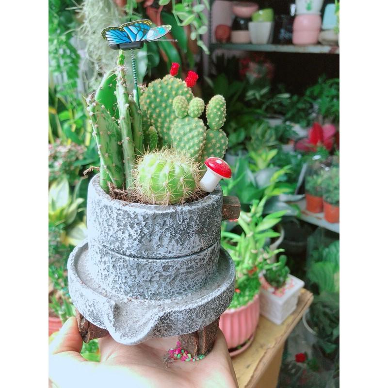 Chậu Xương Rồng Tiểu Cảnh