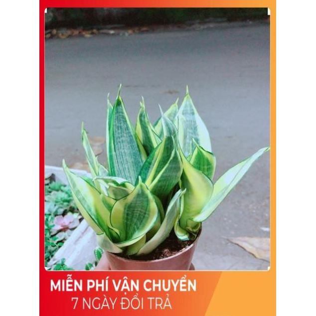 Lưỡi Hổ Thái Vàng