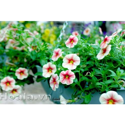 Gói 50 Hạt giống hoa triệu chuông mix ngẫu nhiên nhiều màu nảy mầm tốt - Anh nông dân chính hiệu