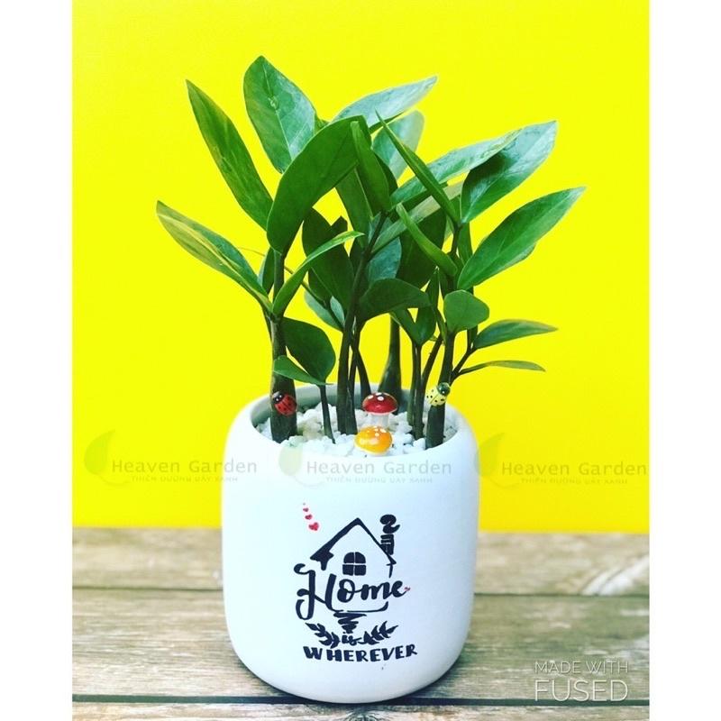 Cây kim phát tài mini kèm chậu men vẽ