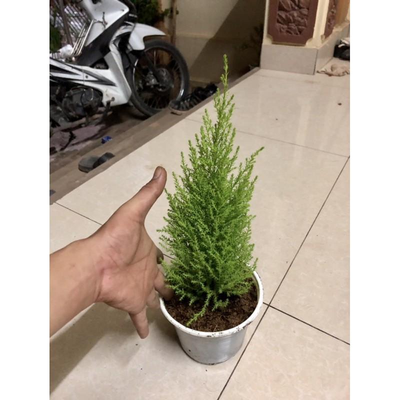 Cây đẹp, Cây tùng thơm cao 30-40 cm