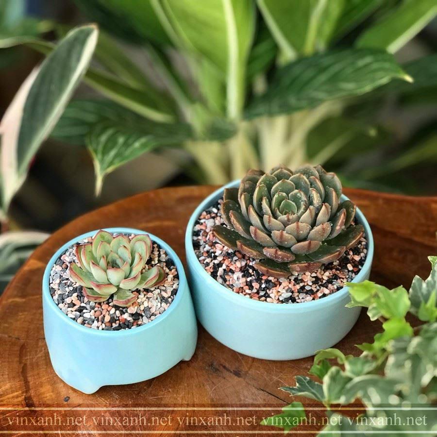 Chậu Sứ Trồng Cây Cảnh Mini Ba Chân Trồng Sen Đá, Xương Rồng, tiểu Cảnh Mini