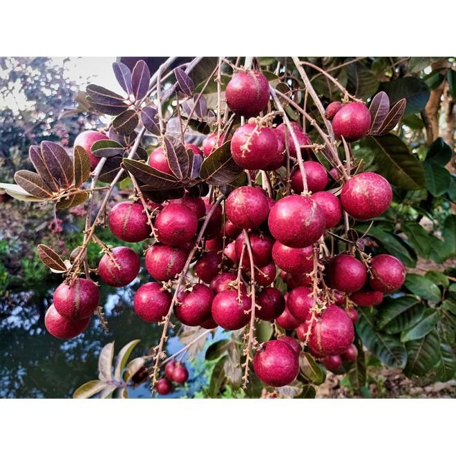 Cây giống Nhãn Tím .