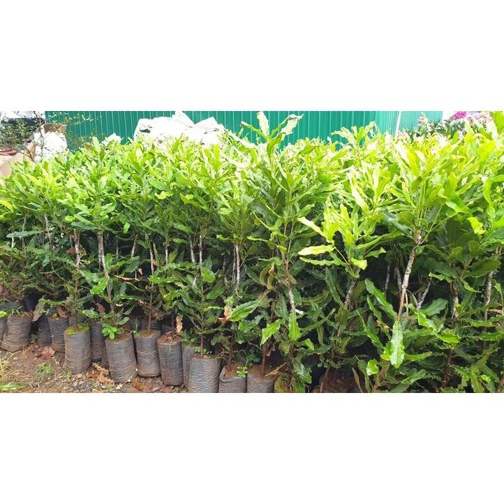 Cây Mắc Ca giống, loại cây cho hạt siêu ngon rất được ưa chuộng hiện nay siêu khỏe, ít sâu bệnh