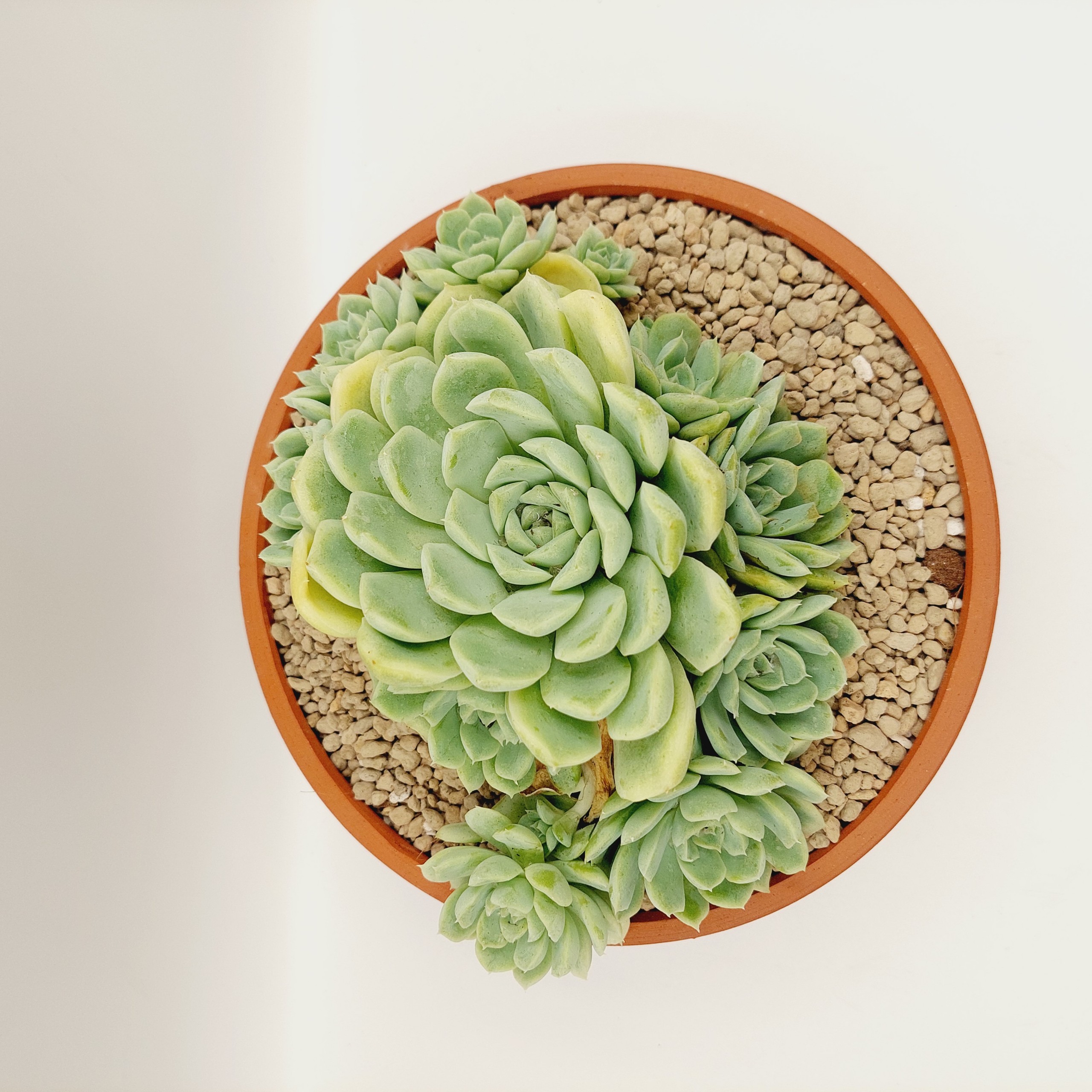 Chậu đất nung, chậu sen đá - Thau 2075, miệng chậu 20cm, chiều cao 7.5cm