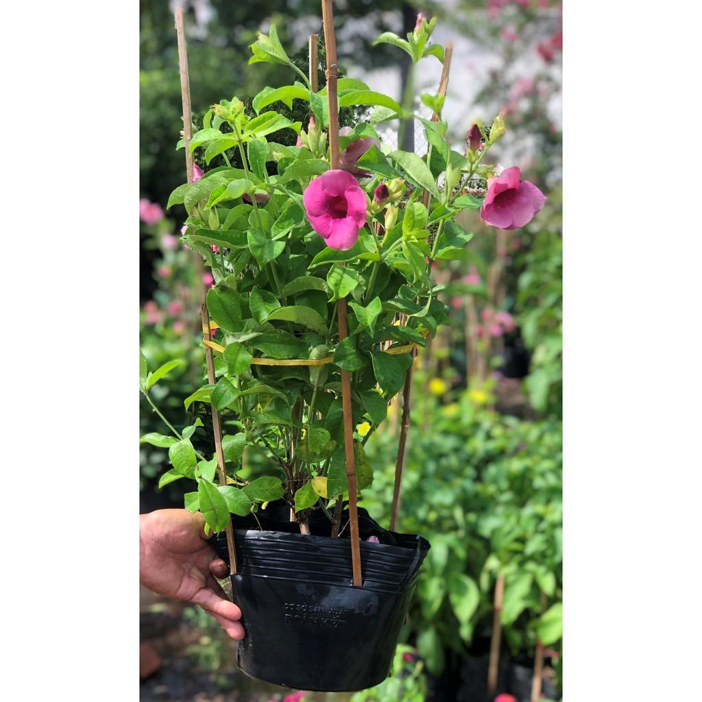Chậu cây Hồng Anh hoa tím cao 70 cm