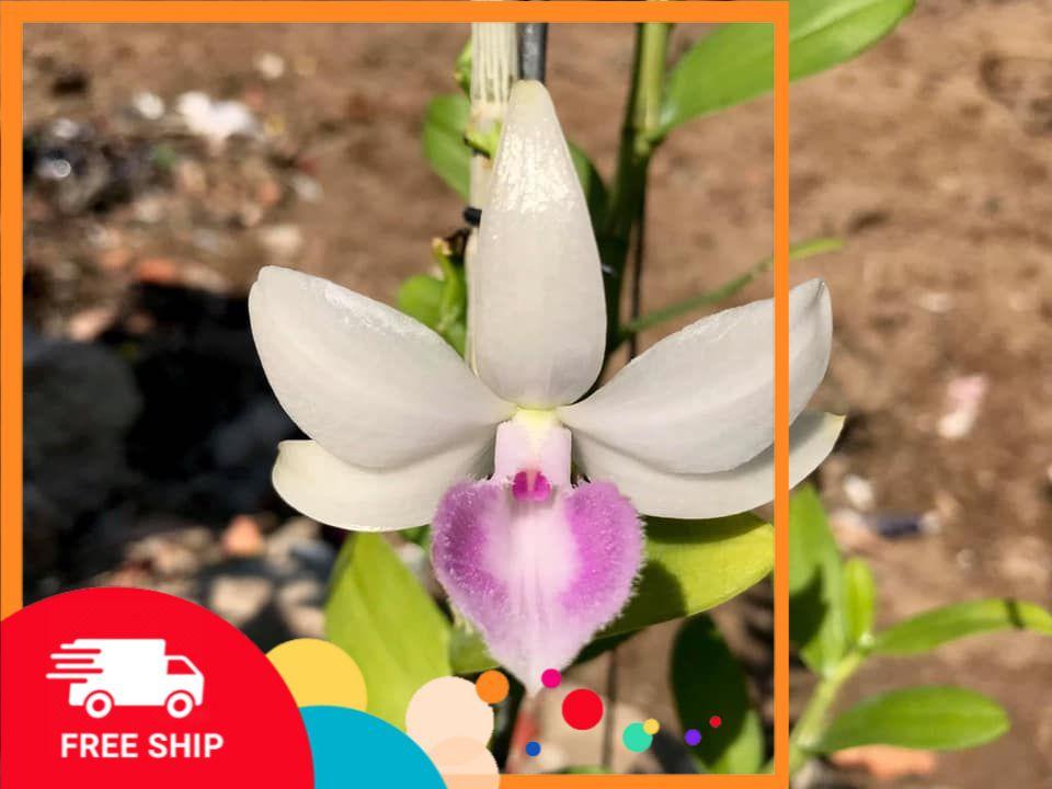 Lan Phi điệp 5 CÁNH TRẮNG NHA TRANG (5CT