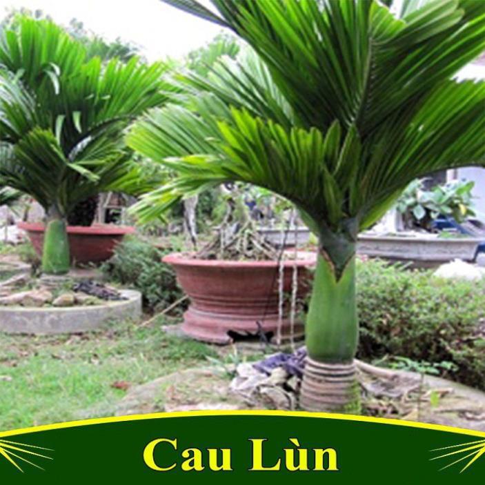 CÂY GIỐNG CAU LÙN SIÊU QUẢ- CAM KÊT GIỐNG CHUẨN F1