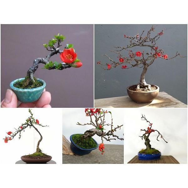 Mai Đỏ bonsai TỨ QUÝ CHẬU HOA QUANH NĂM SIÊU ĐẸP