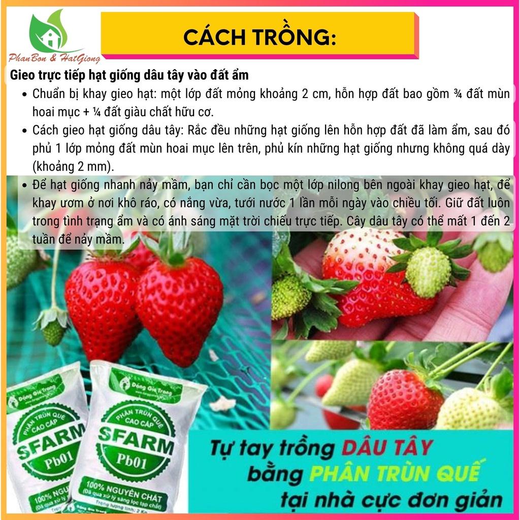 Hạt Giống Dâu Tây Đỏ Rạng Đông Siêu Trái, Thơm Ngọt - Shop Phân Bón và Hạt Giống