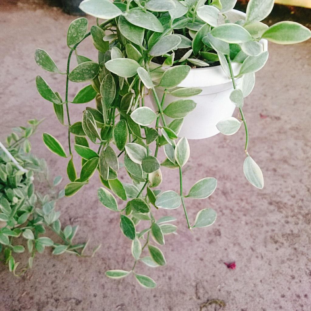 Cây lan đô la cẩm thạch - cây lan hạt dưa - chậu cây cảnh treo tường và ban công