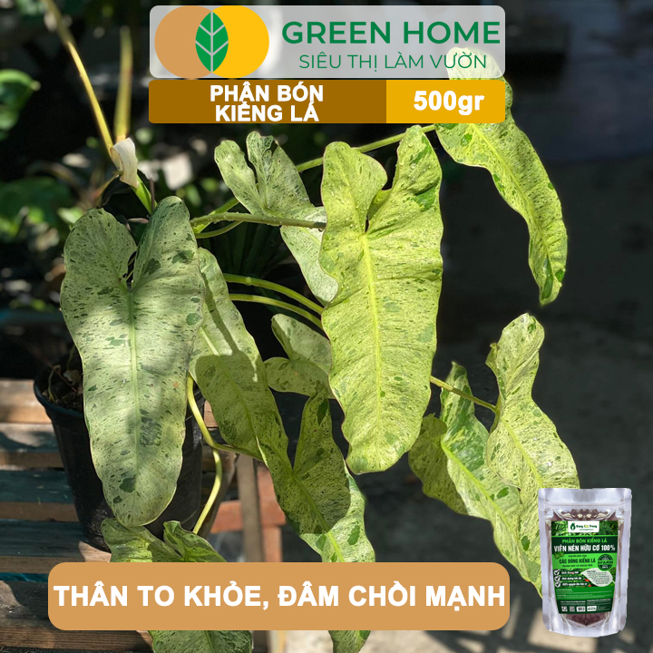 Phân Bón Kiểng Lá GreenHome, Sfarm, Bao 500gr, Chuyên Cho Các Dòng Kiểng Lá Trong Nhà Và Ngoài Trời