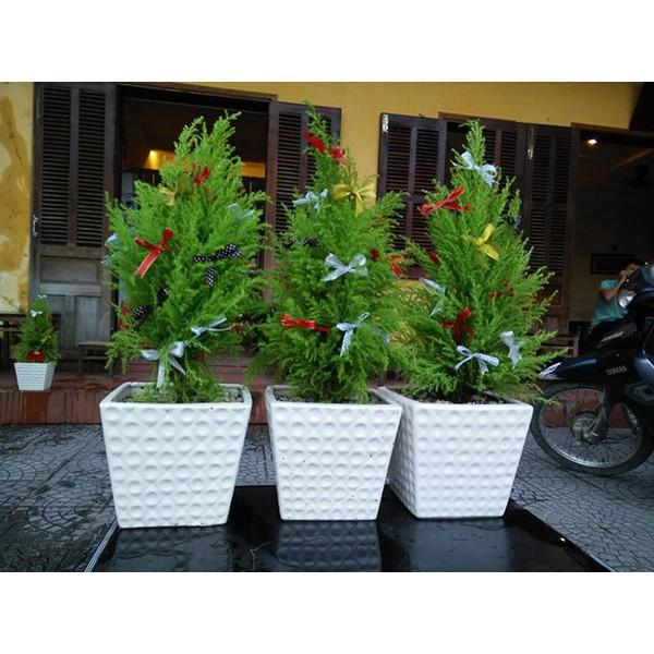 Cây tùng thơm cao 25-30 cm trang trí noel + Tặng phân bón cho cây