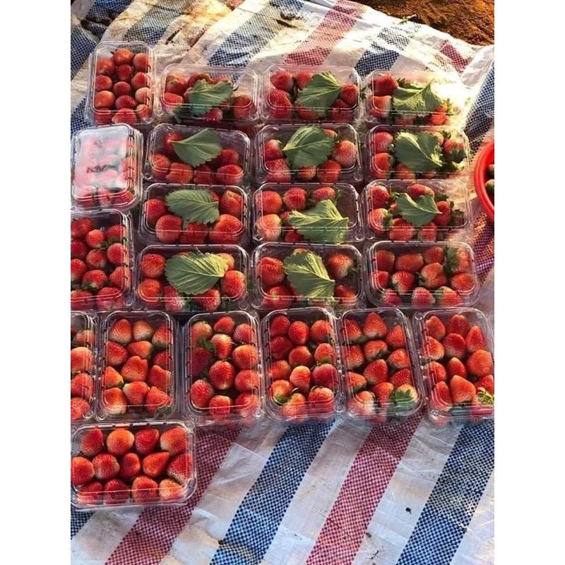 DÂU TÂY HANA NHẬT