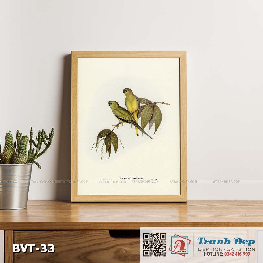 Tranh canvas vintage - Vẹt đá (Euphema petrophila) - BVT-33