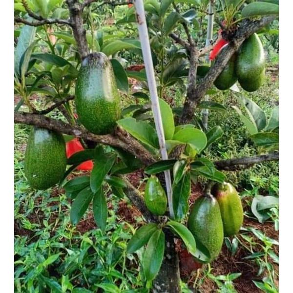 Cây giống Bơ sáp lùn Thái Lan