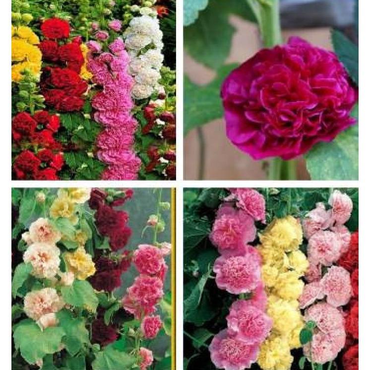 Combo 2 gói hạt giống hoa mãng đình hồng đơn và kép mix