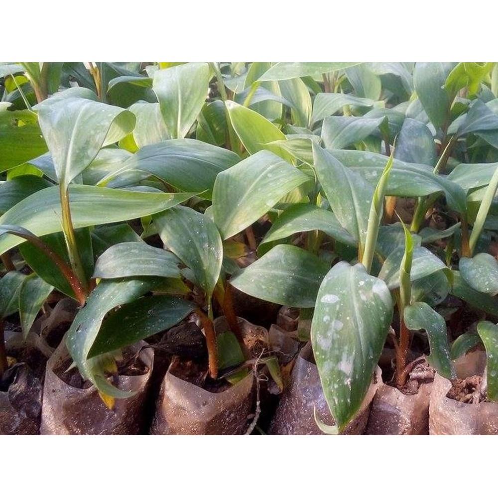 CÂY GIỐNG CHUỐI TÂY ĐỎ DACCA