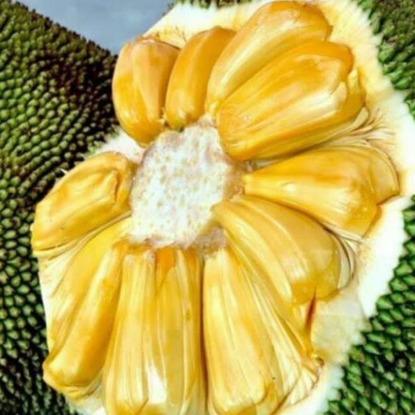 Sản phẩm MÍT THÁI SIÊU SỚM