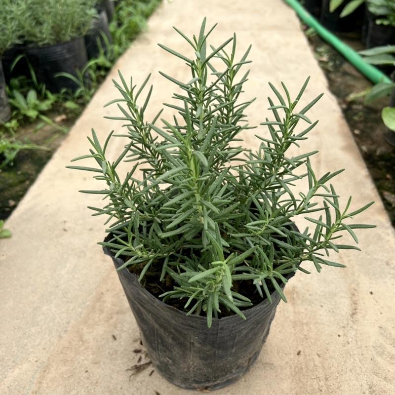 Bịch cây hương thảo để bàn cỡ nhỏ, cây tỏa hương thơm dịu nhẹ giúp đuổi muỗi và trang trí nội thất