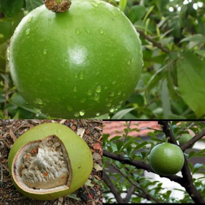 CÂY GIỐNG CÂY ĐÀO TIÊN , CAM KẾT CHUẨN GIỐNG