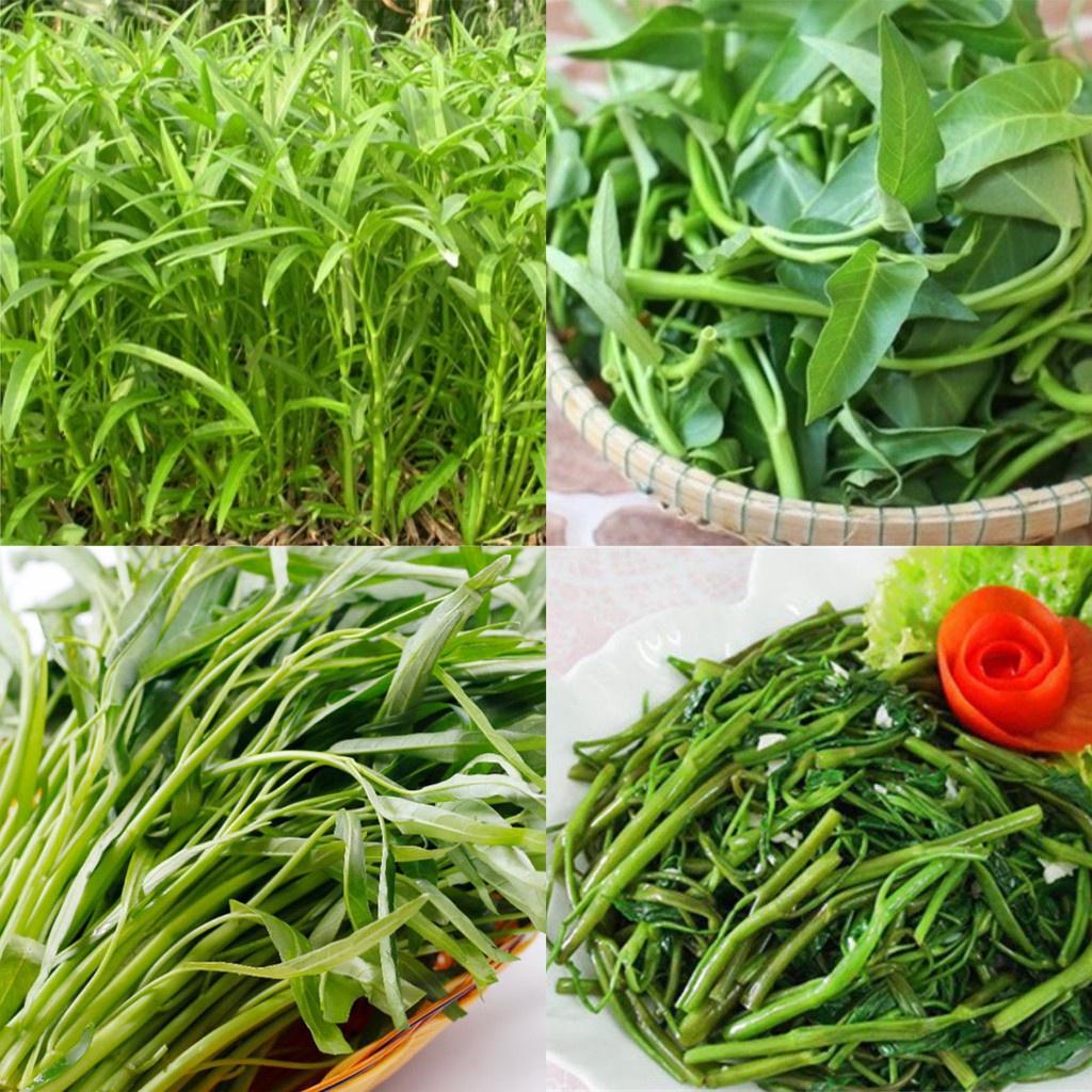 Hạt giống rau muống F1 loại dễ trồng năng suất cao kháng sâu bệnh